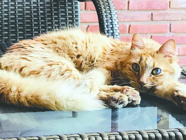 Puso a la gata de su hijastra en una bolsa y la tiró a la calle