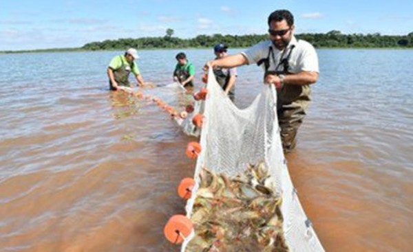 Itaipu registra nuevo récord en producción de peces