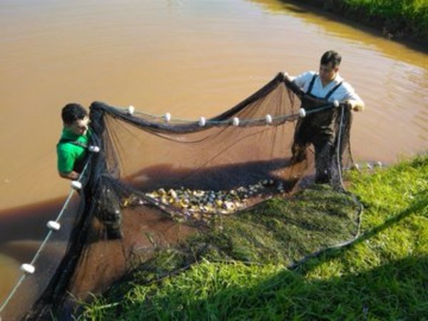 Itaipu registra nuevo récord en producción de peces | .::Agencia IP::.