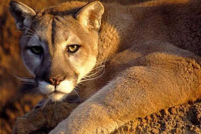 Matan a palos a un puma