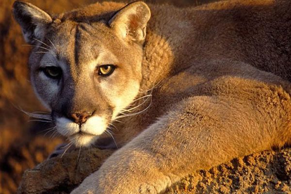 Matan a palos a un puma