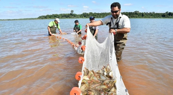 Con más de 3 millones de ejemplares, ITAIPU registra nuevo récord en producción de peces