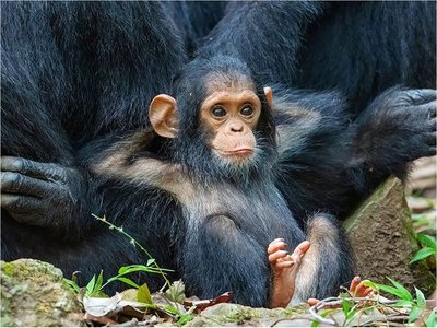 Estos son los finalistas del Comedy Wildlife Photography Awards 2019