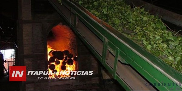 ITAPÚA PODRÍA EXPORTAR YERBA MATE A LA REPÚBLICA ARGENTINA