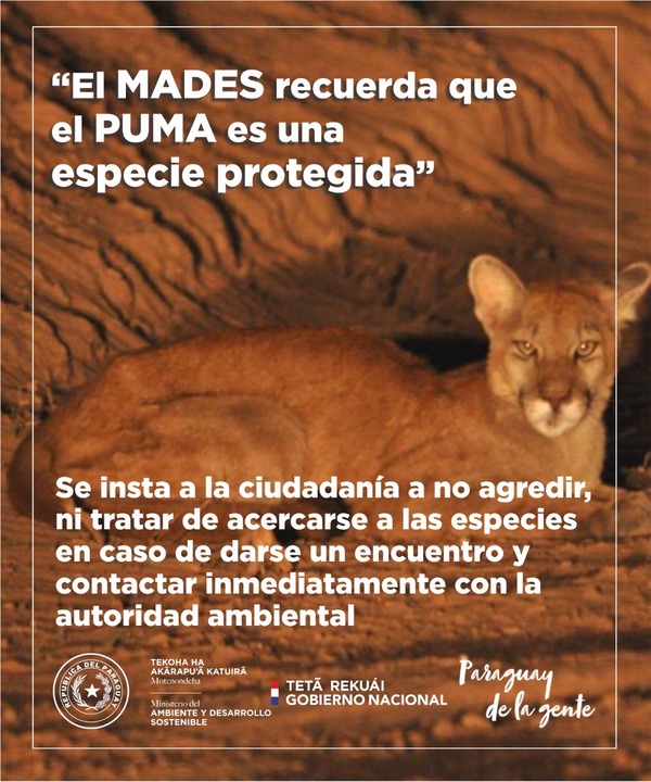 Ministerio del Ambiente solicita investigación fiscal para identificar a personas que atacan a puma | .::Agencia IP::.