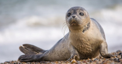 Foca ayudó para atrapar a unos narcos