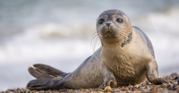 Foca ayudó para atrapar a unos narcos