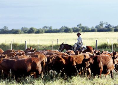 Ganadera Sofía cerró exitosamente 1er remate online de reproductores