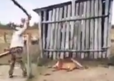 Ataque a puma: Autor se expone a multa y prisión