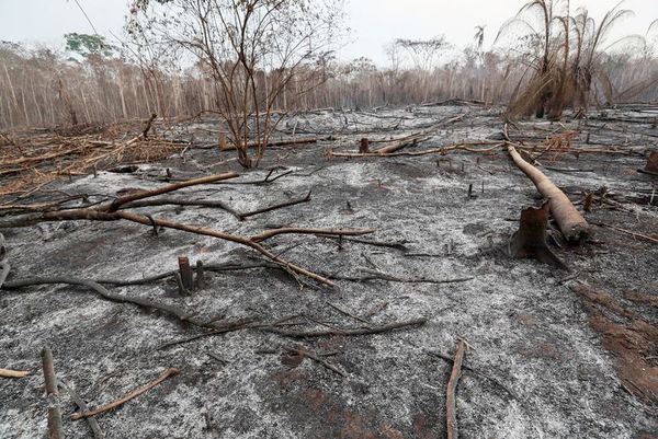 Graves daños ecológicos en la Amazonia boliviana - Internacionales - ABC Color