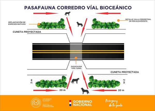 Corredor bioceánico: construirán ¨pasafaunas¨ para animales silvestres.