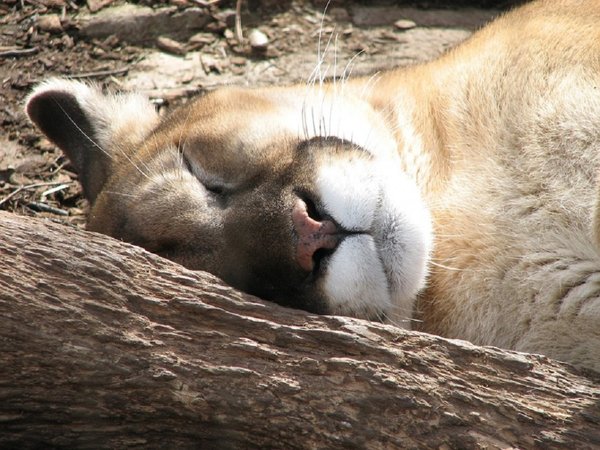 Mades asegura que el puma es inofensivo y no ataca a personas