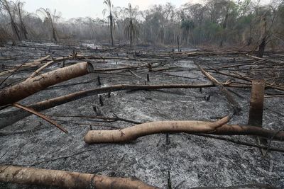 Incendios en Bolivia no dan tregua y daños a la fauna son incalculables - Mundo - ABC Color