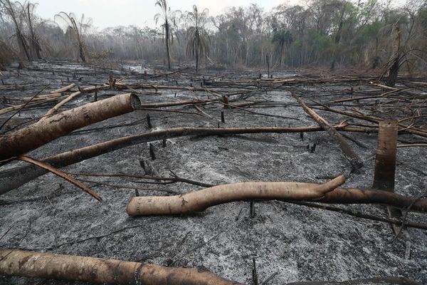 Incendios en Bolivia no dan tregua y daños a la fauna son incalculables - Mundo - ABC Color