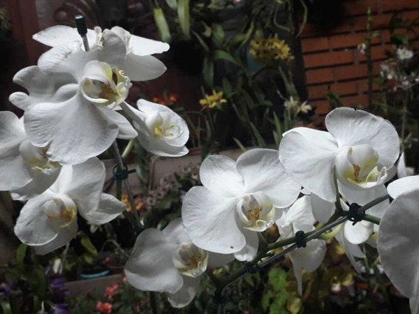 El boom de las orquídeas: Cada vez más las cultivan y hasta una empresa Taiwanesa se instalará en el país