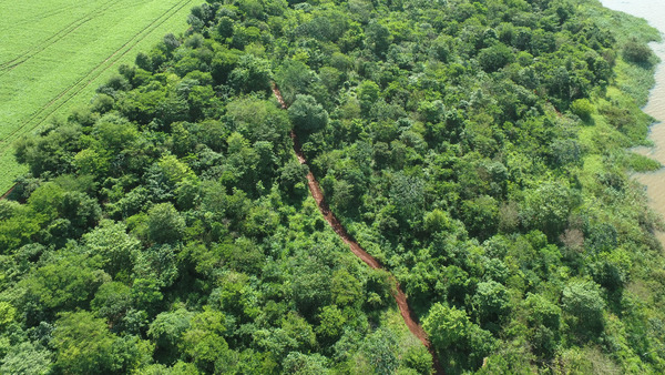 Marangatú, la mayor parcela reforestada de Itaipu con más de 184 hectáreas plantadas | .::Agencia IP::.
