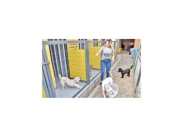 Voluntarios crean centro de adopción para perros y gatos