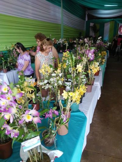 Exitosa feria de orquídeas en Nueva Alborada - Nacionales - ABC Color
