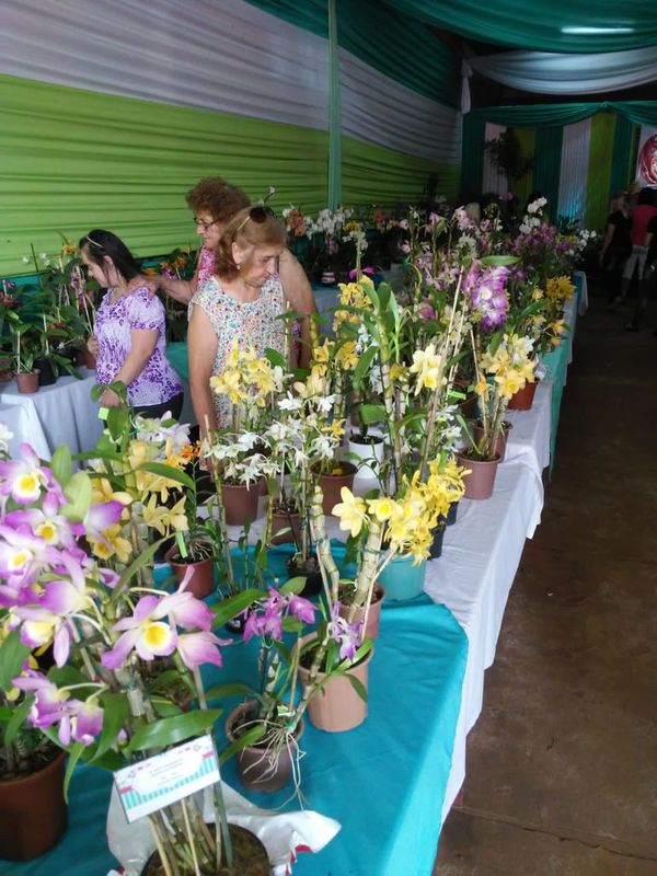 Exitosa feria de orquídeas en Nueva Alborada - Nacionales - ABC Color