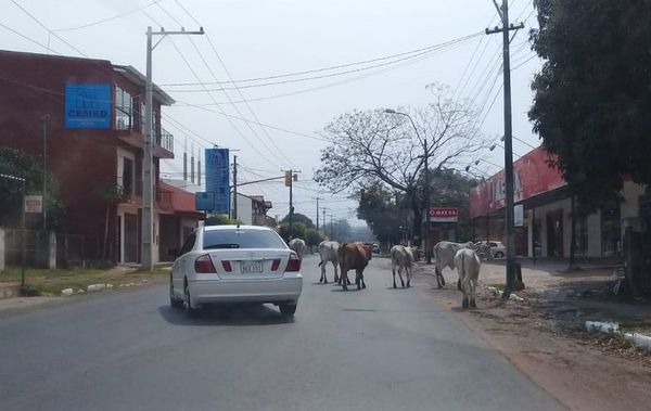 Vacas en ruta - Crónicas Ciudadanas - ABC Color