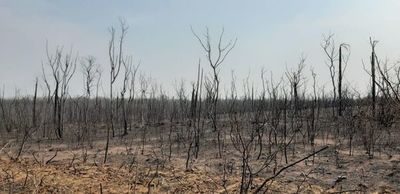 Incendios ya arrasaron casi un millón de hectáreas en el Gran Chaco - Nacionales - ABC Color