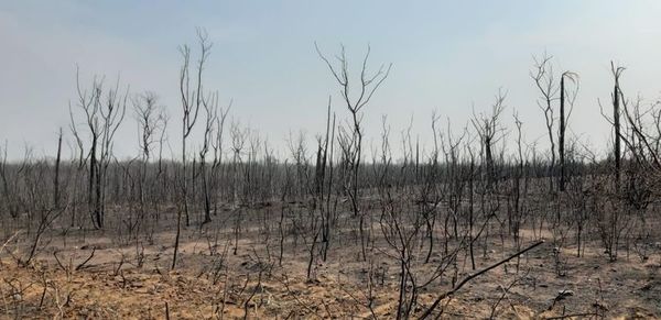Incendios ya arrasaron casi un millón de hectáreas en el Gran Chaco - Nacionales - ABC Color