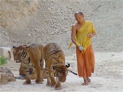 Mueren 86 de 147 tigres rescatados de un templo tailandés