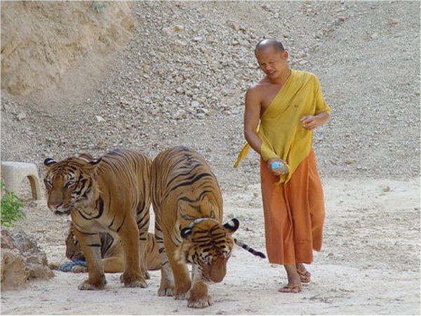 Mueren 86 de 147 tigres rescatados de un templo tailandés