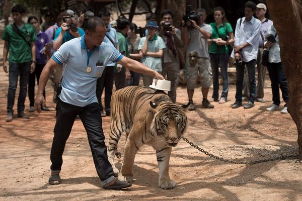 Mueren decenas de tigres confiscados en un templo de Tailandia - Mundo - ABC Color