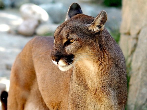 ¿Qué hacer ante la aparición de un puma o de un jaguarete?