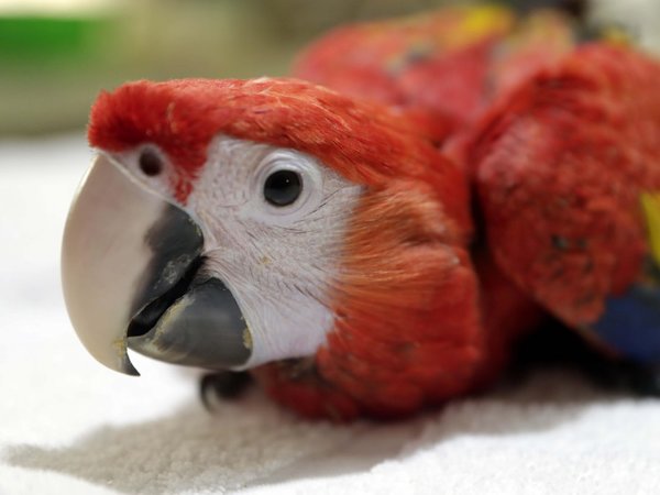 Nicaragua: Zoo da la bienvenida a guacamaya roja reproducida en cautiverio