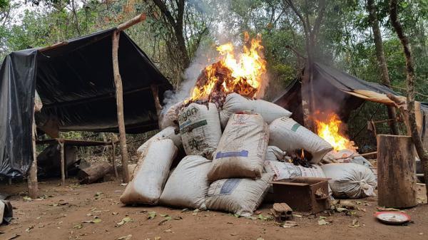 Antidrogas anulan 286 toneladas de marihuana en Amambay - ADN Paraguayo