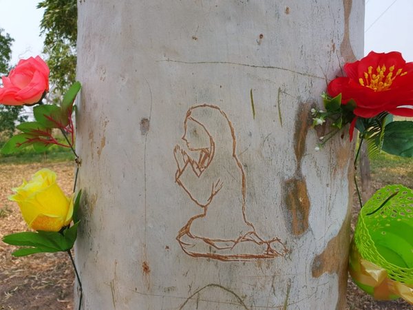 Figura de la Virgen aparece en un árbol en Loreto