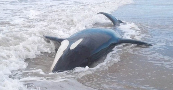 Siete orcas encallaron Buenos Aires
