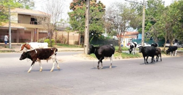 Varias vacas invadieron Asunción