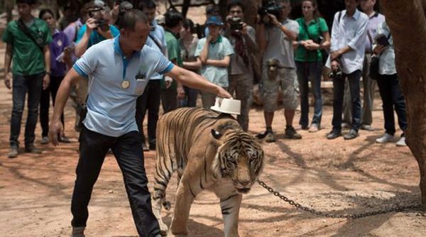 Mueren decenas de tigres confiscados en un templo