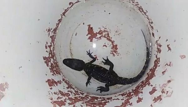 Rescatan a yacaré en Puerto Botánico - Nacionales - ABC Color
