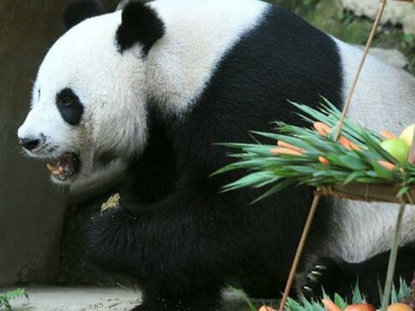 Muere Chuang Chuang, el oso panda embajador de China en Tailandia