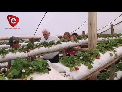 SE REALIZÓ LA PRESENTACIÓN DE LA COSECHA DE FRUTILLA 2019