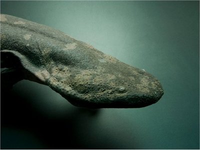 Identifican nueva salamandra como el anfibio más grande del mundo