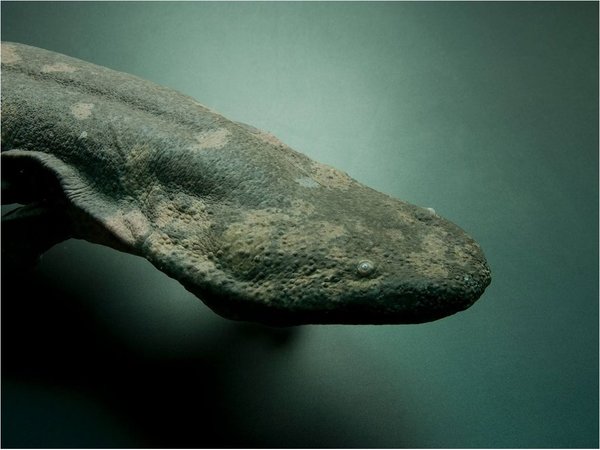 Identifican nueva salamandra como el anfibio más grande del mundo