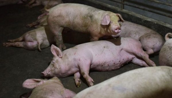 Corea del Sur reportó el primer caso de fiebre porcina africana