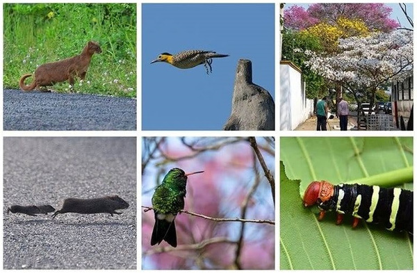 Realizan exposición fotográfica sobre la biodiversidad urbana de Asunción » Ñanduti