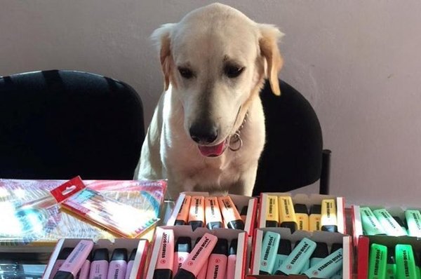 Perrito vende marcadores para pagar su tratamiento médico