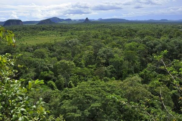 "Bosques húmedos están condenados a desaparecer", advierten