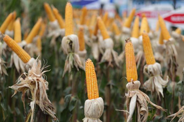 Gremio de pequeños productores agrícolas acompañan decisiones del Ejecutivo en el área