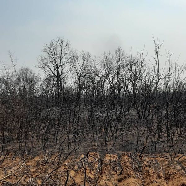 Autores de quemas no permitidas están impunes, lamentan en Mades - Nacionales - ABC Color