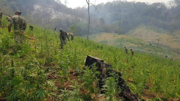 En operativo anulan más de 477 toneladas de marihuana - ADN Paraguayo
