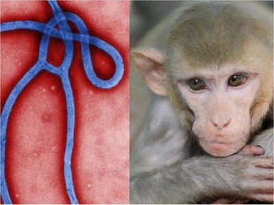Monos se volvieron inmunes tras inocularles virus del Ébola con mutación
