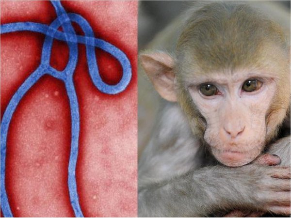 Monos se volvieron inmunes tras inocularles virus del Ébola con mutación